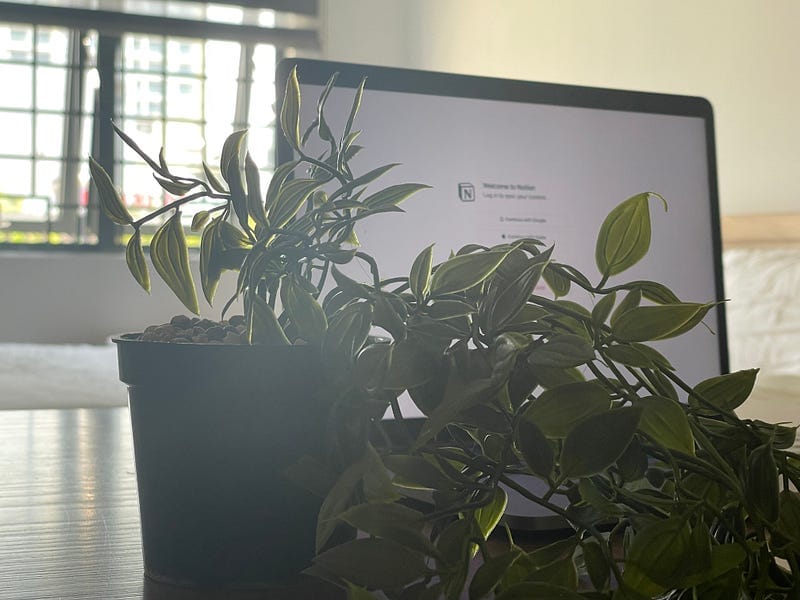 Notion: The ultimate productivity hack
